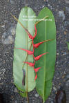 Heliconia trichocarpa